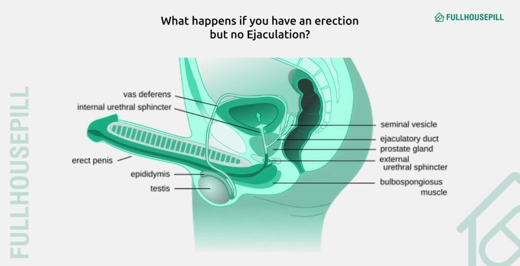Ejaculation Without Erection: Why It Happens 4 What happens if you have an erection but no Ejaculation