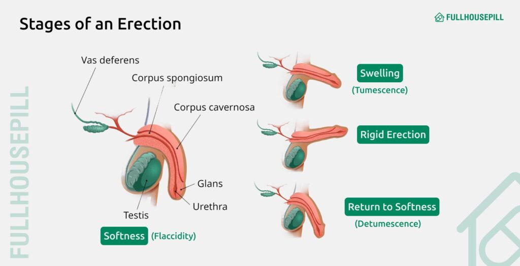 Ejaculation Without Erection: Why It Happens 2 What is the difference between erection ejaculation and orgasm