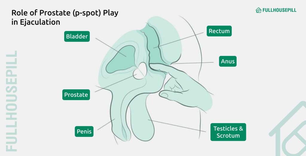 Ejaculation Without Erection: Why It Happens 3 What role does the prostate pspot play in ejaculation without an erection