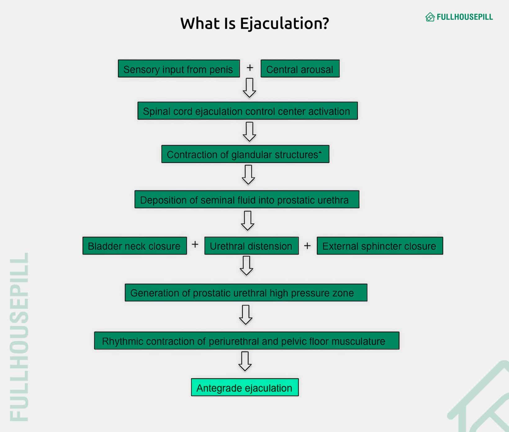 At What Age Does A Man Stop Ejaculating? 1 What Is Ejaculation