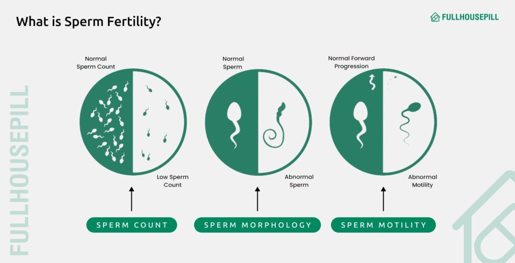 How to Make Sperm Thicker and Stronger Naturally? 2 What is Sperm Fertility