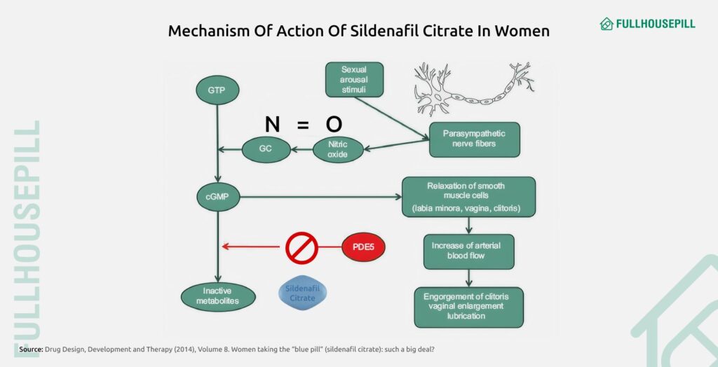 What Happens if a Woman Takes Sildenafil (Viagra)? 2 mechanism of action of sildenaifl citrate in women