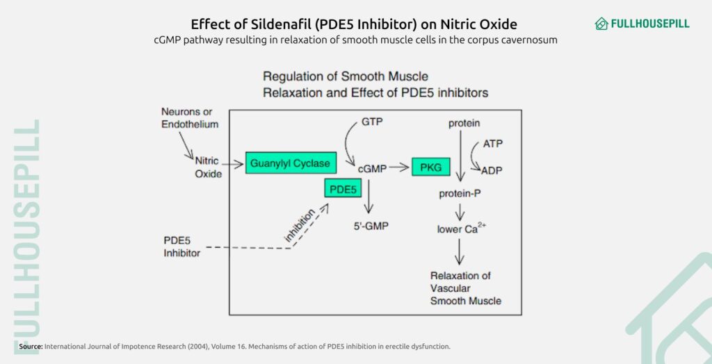 Sildenafil Citrate Dosage: How Much Sildenafil Is Too Much? 1 effect of sildenafil on nitiric oxide