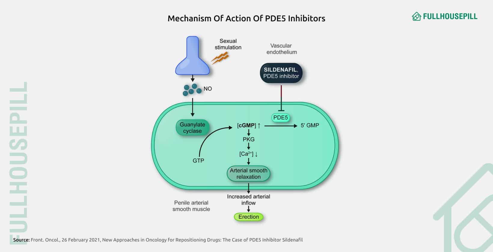 Can You Take Cialis and Viagra Together? Safety, Risks & Alternatives 1 mechanism of action of PDE5 inhibitors