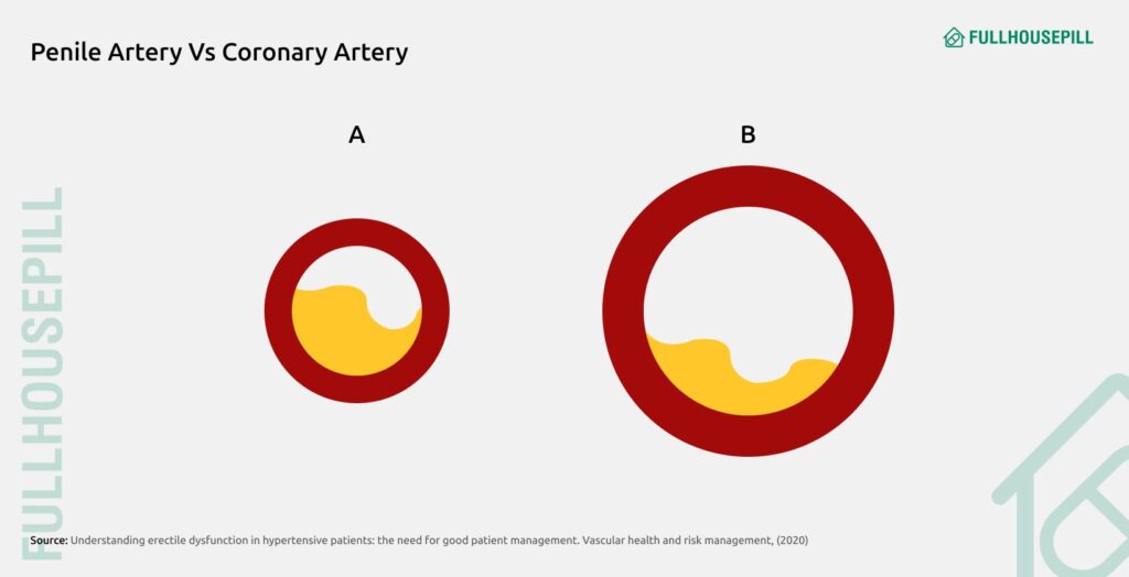 Does Cialis(tadalafil) Lower Your Blood Pressure? 2 Penile Artery vs Coronary Artery